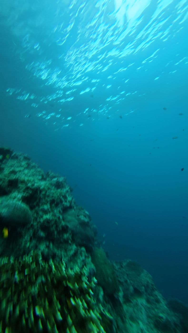 Chicken Snorkel Point
